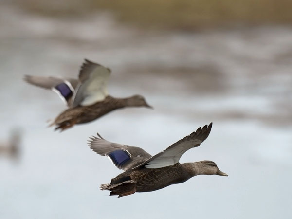 Nokisorsa, American Black Duck, Anas rubripes